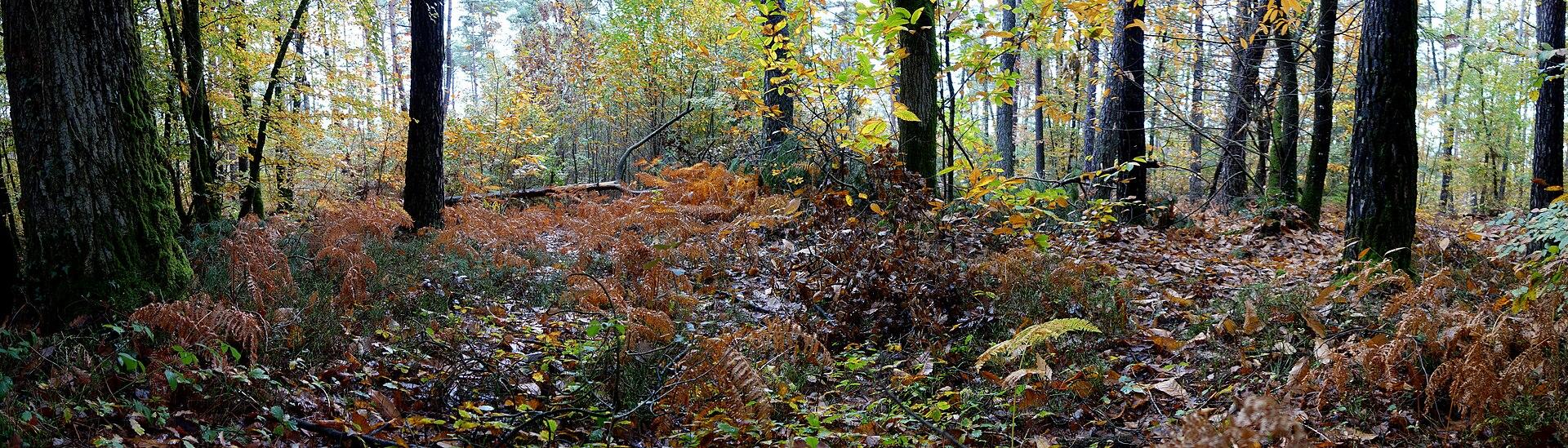 Forêt de Brocéliande