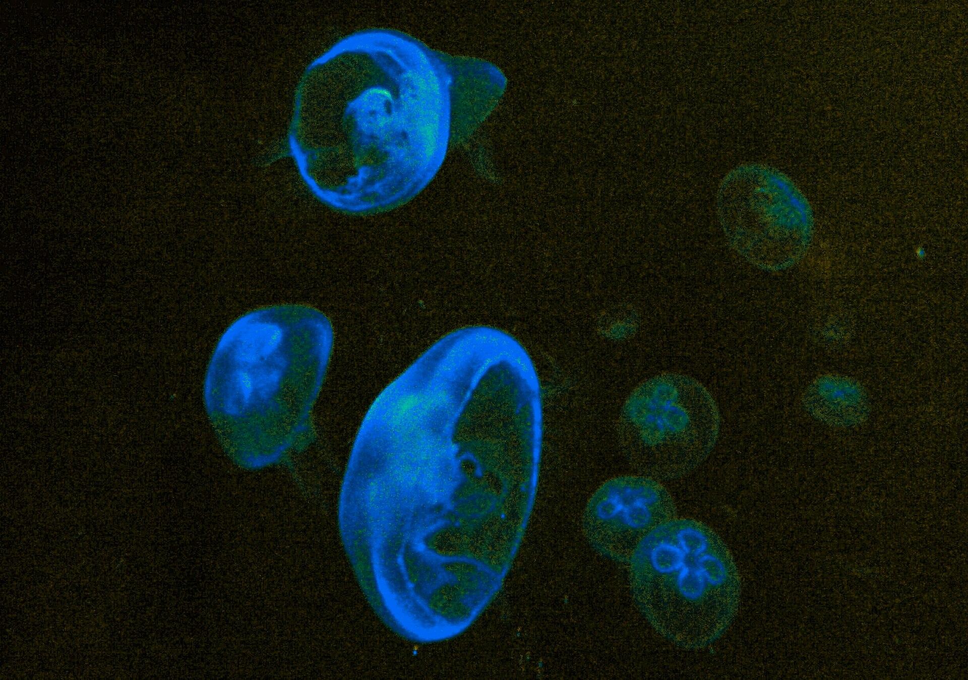 Océanopolis, photo 4