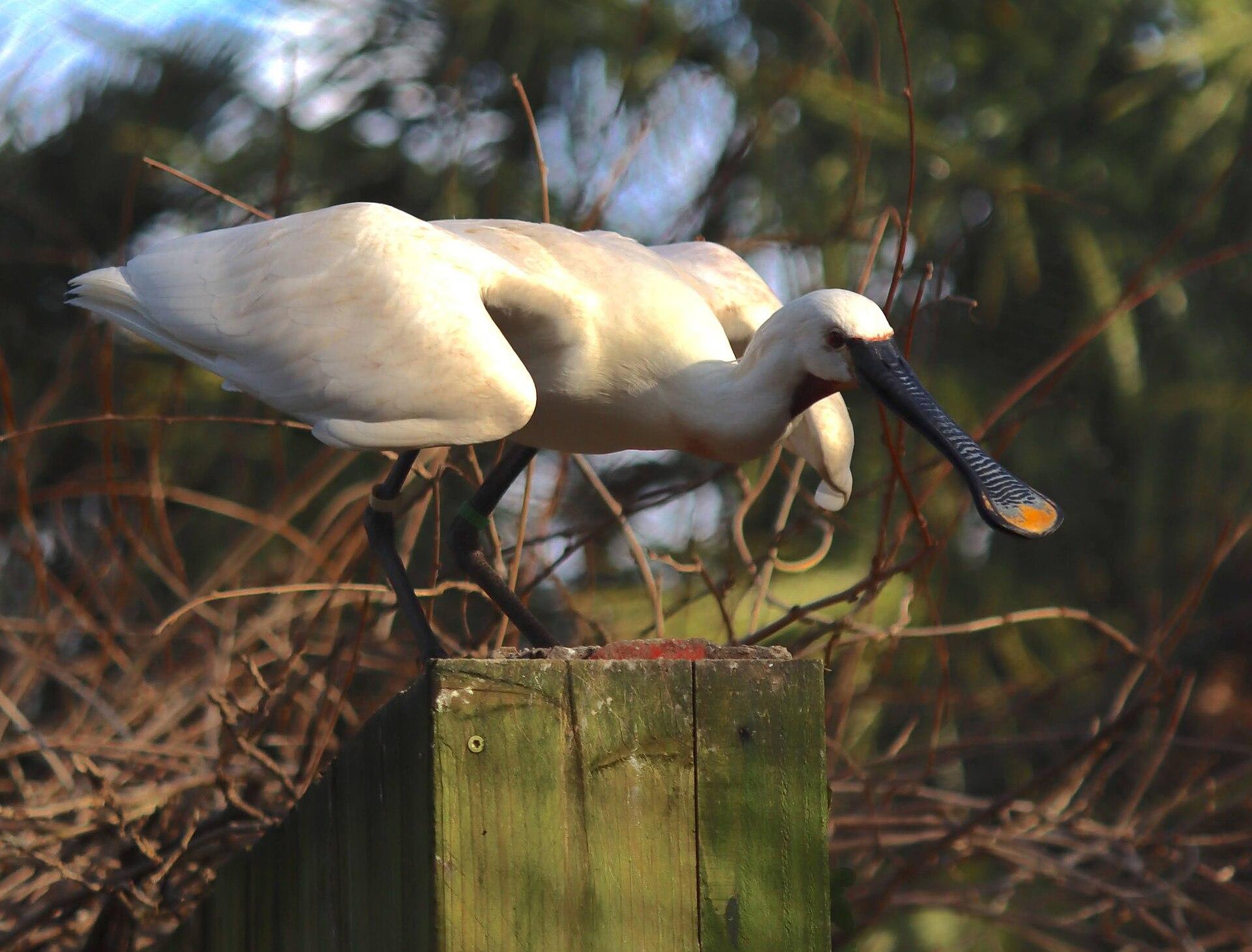 ZooParc de Trégomeur